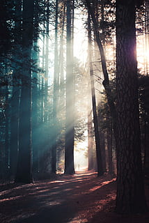 Bäume, Wald, Sonnenstrahlen, locke, Nebel, tagsüber, Strahl, Sonnenlicht, Sonne, Baum, Pflanze, Baumstamm, Kofferraum, Land, Ruhe, Natur, Schönheit in der Natur, ruhige Szene, Wachstum, Sonnenstrahl, Szenen - Natur, Tag, keine Leute, Nicht-städtische Szene, Streaming, draußen, atmosphärisch, hell erleuchtet, 5K, CC0, gemeinfrei, lizenzfrei