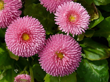 blomst, daisy, tæt, plante, rød, røve roy, sommer, kultivar, farverig, farve, forår, flor, natur, blomstre, lyserød, have, parkere, vækst, lyserød farve, blomsterhoved, udendørs, blomstrende plante, tæt på, sårbarhed, kronblad, skrøbelighed, friskhed, skønhed i naturen, blomsterstand, ingen mennesker, blad, fokus på forgrunden, plante del, dag, botanik, 2K, CC0, offentligt domæne, royaltyfrie
