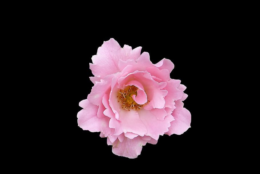 rosa, gratuito, sfondo, fiorire, fioritura, vicino, Rose, natura, pianta, fiore, colore rosa, sfondo nero, testa di fiore, petalo, peonia, vulnerabilità, fragilità, bellezza nella natura, pianta fiorita, avvicinamento, infiorescenza, freschezza, girato in studio, nessuno, crescita, in casa, animale, polline, 4K
