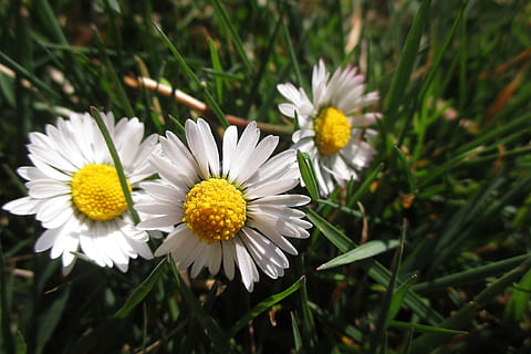 Tusenfryd, vår, hvit, gult, gress, vår, hvit, gul, gress, natur, blomst, sommer, eng, anlegg, våren, grønn farge, utendørs, nærbilde, skjønnhet i naturen, friskhet, kamille plante, petal, årstid, makro, vekst, skjørhet, hvit farge, blomstrende plante, sårbarhet, blomsterhodet, inflorescence, pollen, felt, dag, land, ingen folk, 4K, CC0, offentlig domene, opphavsrett gratis