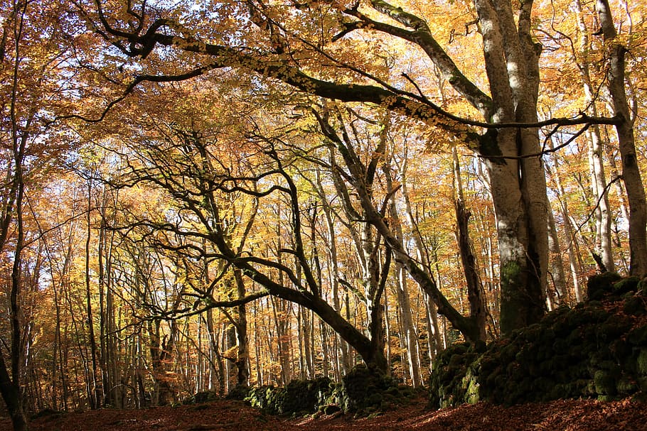 bosc, caure, màgia, celta, místic, naturalesa, paisatge, foc, arbre, tardor, cap gent, a l'aire lliure, dia, planta, terra, bellesa a la natura, canvi, creixement, tranquil·litat, tronc de l'arbre, tronc, escenics - natura, branca, escena tranquil·la, escena no urbana, col·lecció de tardor, copa de l'arbre, 5K