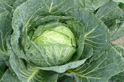 repollo, col verde, vegetal, comida y bebida, alimentación saludable, frescura, color verde, comida, agricultura, hoja, vista de alto ángulo, bienestar, parte de la planta, orgánico, nadie, fotograma completo, de cerca, naturaleza, alimentos crudos, crecimiento, antecedentes, vegetales de hoja, comida vegetariana, 2K, CC0, dominio público, libre de derechos
