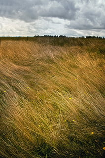 græsfelt, græs, Mark, landskab, blæsende, skyer, stormstemning, eng, korn plante, sky - himmel, landbrug, landlige scene, himmel, jord, miljø, plante, scenics - natur, skønhed i naturen, vækst, rolig scene, ro, natur, ingen mennesker, dag, ikke-urbane scene, udendørs, 2K, CC0, offentligt domæne, royaltyfrie