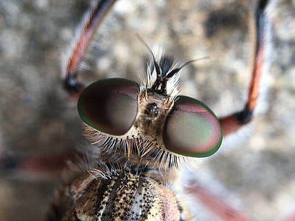 mosca del ladro, volare, macro, invertebrato, temi animali, parte del corpo animale, ala animale, occhio, insetto, animale, occhio animale, un animale, primo piano estremo, ingrandimento, peli di animali, ritratto, antenna animale, testa di animale, stereo, capelli, piccolo, nessuno, parte del corpo, bocca animale, 4K, CC0, dominio pubblico, privo di copyright
