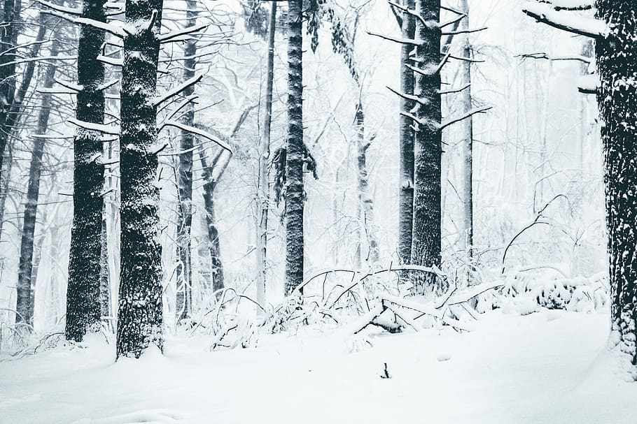 tormenta nord-orientale, 2018, grigio, alberi, coperto, la neve, foresta, albero, nero, bianca, contrasto, freddo, inverno, al di fuori, all'aperto, sfondo, scenario, paesaggio, fotografia, Esplorare, vento, natura selvaggia, natura, tempo metereologico, terra, pianta, temperatura fredda, scenics - natura, bosco, scena tranquilla, la tranquillità, bellezza nella natura, tronco d'albero, scena non urbana, tronco, nessuno, ambiente, Pino, bosco di pini, albero di conifere, nevicando, albero sempreverde, clima, ecosistema, 5K