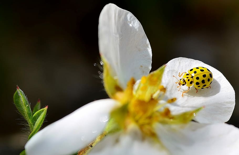 Käfer, gelb, fleckig, Insekt, Gelb, beschmutzt, Blume, weiße Farbe, Blütenkopf, Blütenblatt, Nahansicht, keine Leute, blühende Pflanze, Pflanze, Schönheit in der Natur, Zerbrechlichkeit, Verletzlichkeit, Natur, Frische, Tier, Tierthemen, Tierwelt, wirbellos, Pollen, Blütenstand, Tierflügel, draußen, Schmetterling - Insekt, Frühling, Bestäubung, Weichheit, schwarzer Hintergrund, 2K