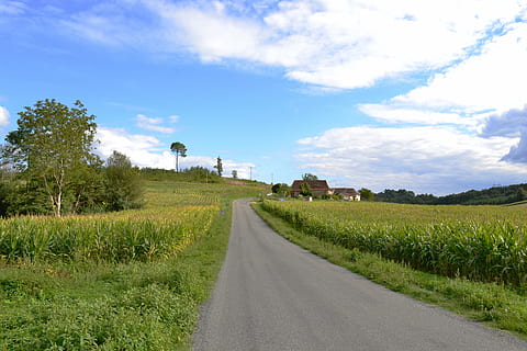 vej, sti, majs felt, felter, landbrug, natur, landskab, Mark, sommer, himmel, dordogne, Frankrig, plante, sky - himmel, vejen frem, transportmidler, retning, træ, græs, jord, grøn farve, skønhed i naturen, scenics - natur, ingen mennesker, rolig scene, ro, miljø, faldende perspektiv, udendørs, 4K, CC0, offentligt domæne, royaltyfrie