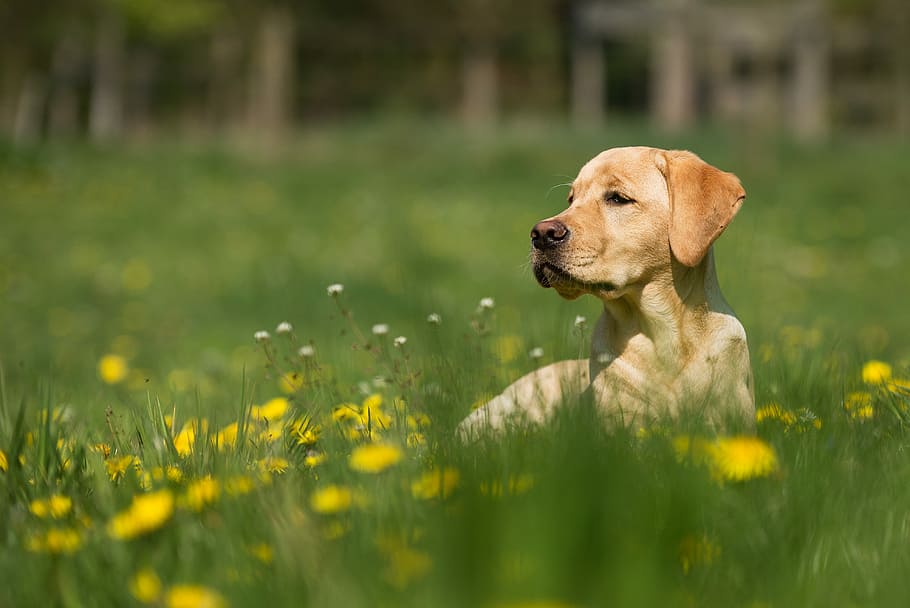 reclinable, adult, groc, labrador retriever, posada, camp de gespa, gos, caní, herba, jardí, prat, flors, dent de lleó, margarida, mascota, verd, pell, rossa, or, Labrador, un animal, temes d'animals, mamífer, animal, animals domèstics, mascotes, nacional, planta, enfocament selectiu, flor, camp, planta amb flors, retriever, naturalesa, color verd, vertebrats, cap gent, a l'aire lliure, cap d’animals, 4K