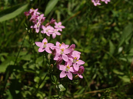 flor, centauro, herbario, centauro eryhraea, color rosa, crecimiento, naturaleza, planta, fragilidad, planta floreciendo, vulnerabilidad, belleza en la naturaleza, frescura, pétalo, de cerca, inflorescencia, cabeza de flor, centrarse en primer plano, día, nadie, al aire libre, botánica, púrpura, lila, 2K, CC0, dominio público, libre de derechos
