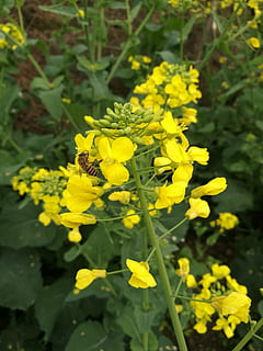 voldtekt, Bie, vår, gul, blomst, blomstrende plante, anlegg, skjørhet, skjønnhet i naturen, vekst, sårbarhet, friskhet, nærbilde, petal, felt, dag, natur, blomsterhodet, land, inflorescence, fokusere på forgrunnen, utendørs, botanikk, ingen folk, våren, 4K, CC0, offentlig domene, opphavsrett gratis