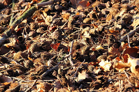 bøk nøtter, bøk, skogbunn, frukt, frukt pods, Beechnut, frø, ermene, skog, natur, høst, blad, tørke, utendørs, brun, plante del, ingen folk, land, felt, dag, full ramme, bakgrunn, nærbilde, sollys, selektiv fokusering, blader, høy vinkel visning, virvelløse, faller, dyre temaer, endring, tørket, 5K, CC0, offentlig domene, opphavsrett gratis
