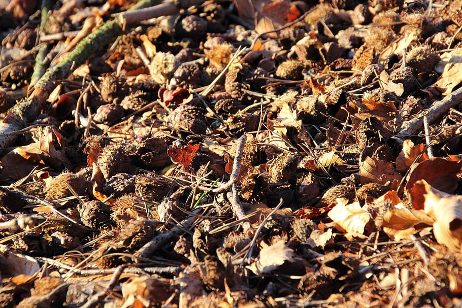 femelles de faig, faig, sòl del bosc, fruites, cosses de fruita, beechnut, fruita, llavor, mànigues, bosc, naturalesa, tardor, full, sec, a l'aire lliure, marró, part de la planta, cap gent, terra, camp, dia, marc complet, fons, primer pla, llum solar, enfocament selectiu, fulles, vista d’angle alt, invertebrat, caient, temes d'animals, canvi, 5K