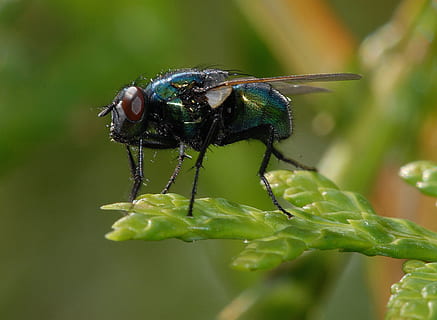 closeup insect leaf, Closeup, Insect, Leaf, animals, nature, macro, animal, close-up, fly, wildlife, green Color, animal Wing, pest, housefly, animal themes, animals in the wild, one animal, invertebrate, animal wildlife, plant part, plant, focus on foreground, day, no people, growth, selective focus, outdoors, 1080P