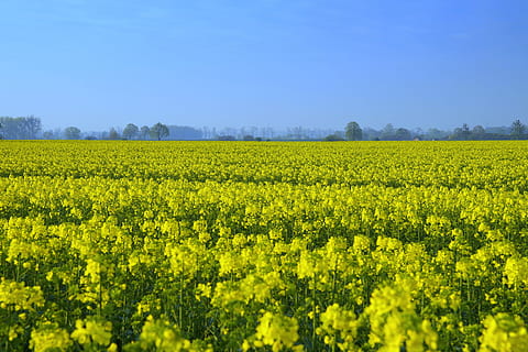 rapeseed, bidang, kuning, musim semi, kuning, musim semi, pertanian, minyak, budidaya, bunga-bunga, Polandia, langit, menanam, melihat, cakrawala, biru, alam, hutan, opole, pohon, vegetasi, tanah pertanian, tanaman, pemandangan pedesaan, pemandangan, keindahan di alam, bunga, tanah, scenics - alam, pemerkosaan biji minyak, pertumbuhan, lingkungan Hidup, adegan yang tenang, ketenangan, kelimpahan, tidak ada orang, di luar rumah, 5K, CC0, domain publik, bebas royalti