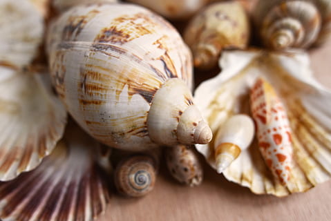 geassorteerde zeeschelpen, schelpen, weekdier, schulp, schelp, spiraal, clam, kust, oceaan, marinier, voedsel, eten en drinken, detailopname, versheid, geen mensen, groente, welzijn, dier, ingrediënt, gezond eten, dierenleven, dieren schaal, selectieve aandacht, binnenshuis, rauw eten, dierlijke thema's, groep objecten, ui, dag, 5K, CC0, publiek domein, royaltyvrij