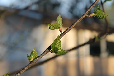 birk, forår, øje, natur, træ, grene, naturfoto, blad, plante, vækst, fokus på forgrunden, plante del, skønhed i naturen, dag, grøn farve, tæt på, skrøbelighed, udendørs, ingen mennesker, begyndelser, sårbarhed, plantestamme, selektiv fokusering, Kvist, blomst, 1080P, CC0, offentligt domæne, royaltyfrie