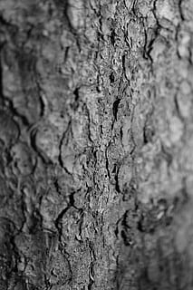 log, structură, latra, Buturuga, structura, texturată, a închide, cadru complet, trunchi de copac, fundaluri, copac, trompă, stare brută, nici o persoana, plante scoarță, selectiv, model, plantă, zi, natură, în aer liber, erodate, creştere, modelul natural, texturat efect, 5K, CC0, domeniu public, fără drepturi de autor