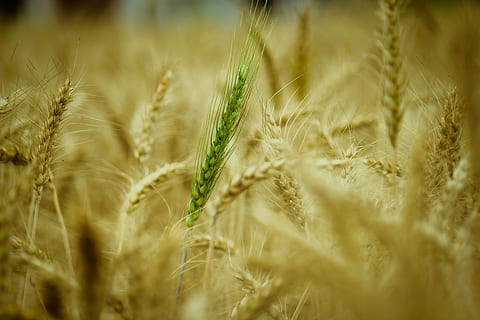 selective, focus photography, green, wheat, wheat field, daytime, cereal, straw, nature, growth, food, agriculture, seed, farm, golden, gold, filed of gold, rural, harvest, grain, field, natural, season, countryside, crop, bread, grow, grass, healthy, stem, cereal plant, rural scene, landscape, plant, barley, land, backgrounds, selective focus, food and drink, close-up, extreme close-up, no people, ripe, organic, outdoors, rye - grain, 5K, CC0, public domain, royalty free