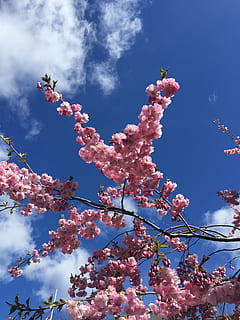 lyserød, vores tegn, himlen, blomst, blomstrende plante, himmel, plante, lav vinkel visning, skrøbelighed, sårbarhed, skønhed i naturen, blomstre, lyserød farve, vækst, træ, natur, friskhed, forår, afdeling, sky - himmel, dag, ingen mennesker, kirsebær blomst, Kirsebærtræ, udendørs, 2K, CC0, offentligt domæne, royaltyfrie