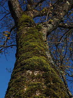 molsa, arbre, incrustació, registre, escorça, naturalesa, branca, bosc, full, a l'aire lliure, planta, vista d’angle baix, tronc, tronc de l'arbre, creixement, cel, cap gent, dia, tranquil·litat, bellesa a la natura, color verd, alta - alta, arbre nu, escenics - natura, directament a sota, copa de l'arbre, 4K, CC0, domini públic, lliure de regalies