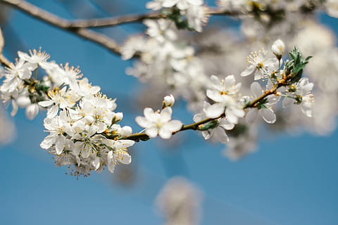 witbloeiende tak, Ondiep, focus fotografie, wit, orchideeën, bloem, boom, tak, hemel, bloeien, bloesem, blauw, zonlicht, de lente, scherptediepte, bokeh, bloeiende plant, fabriek, versheid, breekbaarheid, schoonheid in de natuur, kwetsbaarheid, lente, natuur, witte kleur, groei, detailopname, bloemhoofd, focus op de voorgrond, bloeiwijze, dag, geen mensen, kersenbloesem, buitenshuis, kersenboom, stuifmeel, helder, 5K, CC0, publiek domein, royaltyvrij