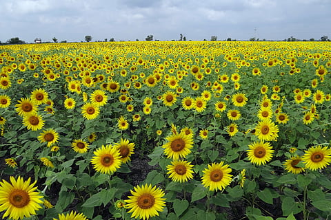 lit de tournesols, champs de tournesols, fleurs, Karataka, Inde, floral, les plantes, Naturel, fleur, Floraison, pétales, botanique, biologique, tige, herbe, agriculture, en plein air, environnement, fleurs sauvages, feuille, parterre de fleurs, végétation, horticulture, tournesol, jaune, la nature, été, champ, plante, scène rurale, ferme, plante à fleurs, fraîcheur, paysage, croissance, beauté dans la nature, tête de fleur, fragilité, terre, ciel, vulnérabilité, abondance, personne, printemps, pollen, 4K, CC0, domaine public, libre de droits