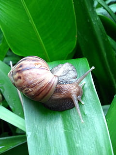 cargol, pluja, Singapur, full, aigua, gran, mol·lusc, fauna animal, gasteròpode, invertebrat, animal, temes d'animals, animals a la natura, shell, un animal, primer pla, part de la planta, closca d’animals, color verd, cap gent, naturalesa, dia, antena animal, planta, a l'aire lliure, rastreig, 1080P, CC0, domini públic, lliure de regalies
