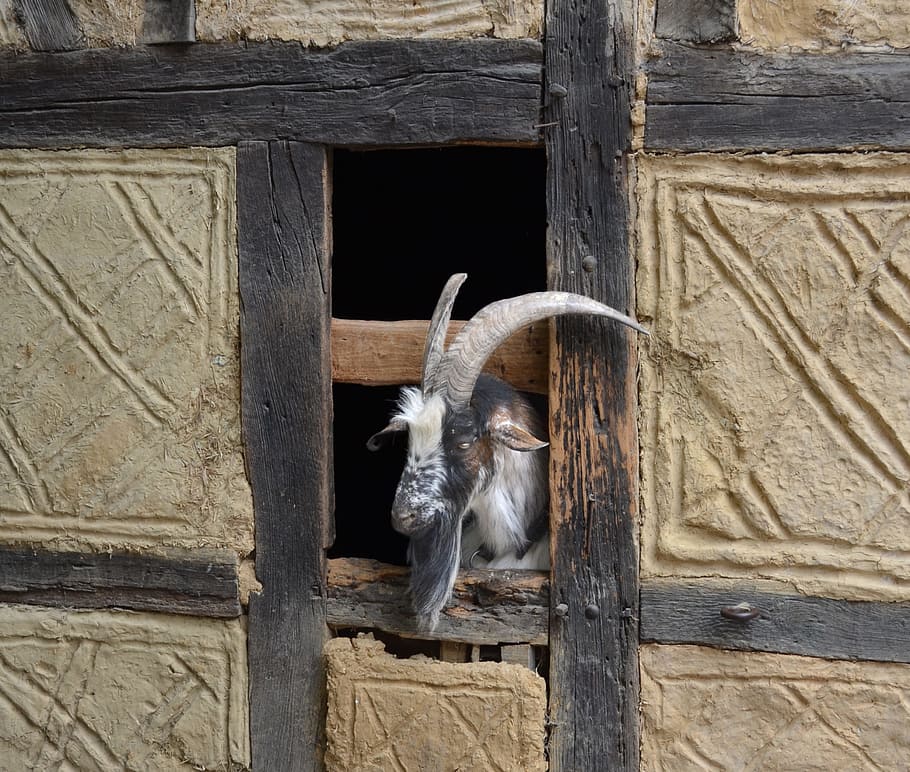 ecomuseu, alsace, ungersheim, animal, temes d'animals, fauna animal, vertebrats, animals a la natura, mamífer, un animal, cap gent, material de fusta, dia, bestiar, arquitectura, estructura construïda, exterior de l'edifici, animals domèstics, a l'aire lliure, nacional, ocell, cabra, herbívors, cap d’animals, 2K