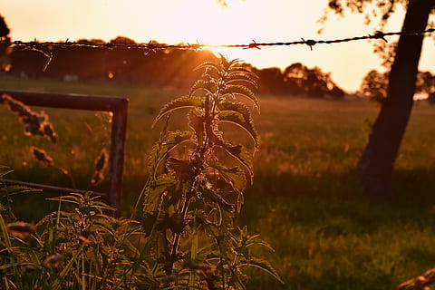 sera, luce posteriore, tramonto, Brennessel, umore, crepuscolo, romantico, abendstimmung, campo, crescita, natura, nessuno, erba, pianta, terra, concentrarsi sulle conoscenze acquisite, cielo, avvicinamento, bellezza nella natura, paesaggio, la tranquillità, metallo, recinto, giorno, barriera, all'aperto, luce del sole, riflesso lente, 5K, CC0, dominio pubblico, privo di copyright