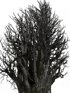 tørt træ, træstamme, cypres, symbol, bagagerum, metafor, psykologi, transcendens, dødt træ, træ, natur, plante, afdeling, vækst, himmel, lav vinkel visning, ingen mennesker, dag, ro, udendørs, skyfri himmel, skønhed i naturen, bare træ, tæt på, bark, tekstureret, kold temperatur, 4K, CC0, offentligt domæne, royaltyfrie