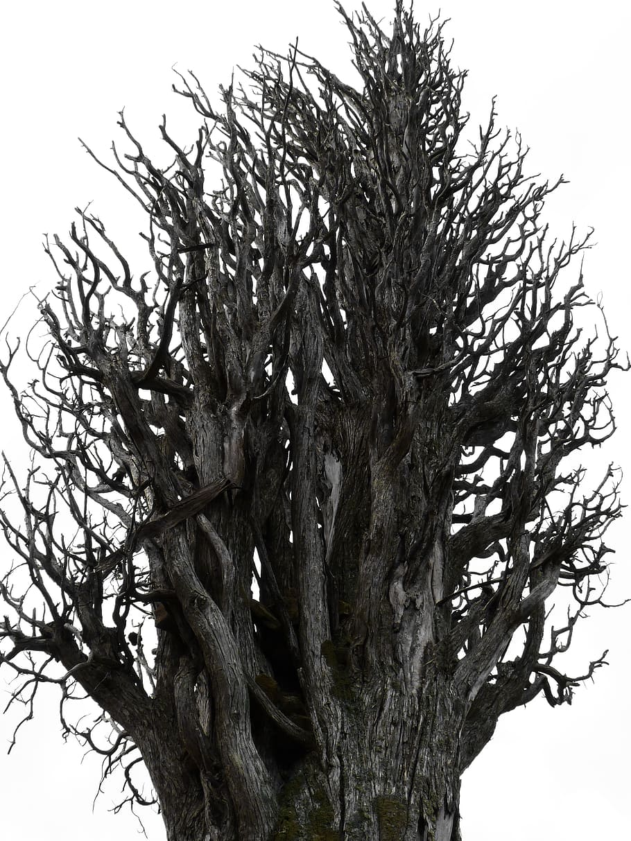 arbre sec, tronc de l'arbre, xiprer, símbol, tronc, metàfora, Psicologia, transcendència, arbre mort, arbre, naturalesa, planta, branca, creixement, cel, vista d’angle baix, cap gent, dia, tranquil·litat, a l'aire lliure, cel clar, bellesa a la natura, arbre nu, primer pla, escorça, textura, temperatura de fred, 4K