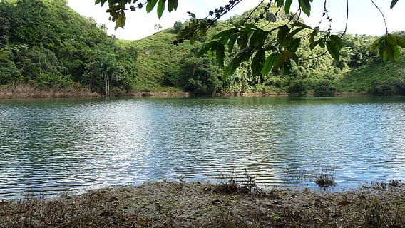 llac, las terrenas, naturalesa, aigua, planta, arbre, bellesa a la natura, tranquil·litat, escenics - natura, dia, creixement, cap gent, escena tranquil·la, color verd, escena no urbana, vertebrats, ondulat, temes d'animals, animal, animals a la natura, a l'aire lliure, 2K, CC0, domini públic, lliure de regalies