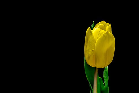 flor de tulipán amarillo, amarillo, Flor de tulipán, selectivo, fotografía de enfoque, flor, tulipán, negro, vástago, naturaleza, primavera, planta, pétalo, belleza en la naturaleza, de cerca, ramo de flores, cabeza de flor, frescura, nadie, foto de estudio, fondo negro, sombrero, casco de seguridad, copia espacio, adentro, color verde, separar, inflorescencia, vulnerabilidad, naturaleza muerta, 5K, CC0, dominio público, libre de derechos