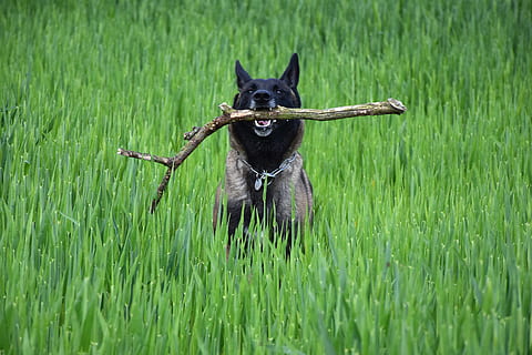 noir, marron, malinois belge, mordant, branche de bois, champ d'herbe, jour, malinois, apporter, la nature, chien, courir, obéit, animal de compagnie, paysage, museau, chien sur le pré, rapide continuellement, bien sûr, animal, chien courant, été, forêt, un animal, national, animaux domestiques, thèmes animaux, canin, plante, mammifère, herbe, couleur verte, vertébré, fonctionnement, champ, personne, terre, journée, croissance, en plein air, 5K, CC0, domaine public, libre de droits