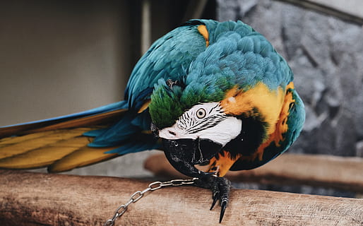 blau, verd, guacamai, marró, negre, lloro, mossegar, cadena, lloro negre, encadenat, captivitat, bec, ploma, ocell, animal, naturalesa, multicolor, mascotes, groc, vida salvatge, clima tropical, temes d'animals, fauna animal, animals a la natura, material de fusta, vertebrats, un animal, guacamai d'or i blau, centrar-se en primer pla, posat, primer pla, cap gent, dia, a l'aire lliure, bellesa a la natura, lorikeet arc de Sant Martí, 4K, CC0, domini públic, lliure de regalies