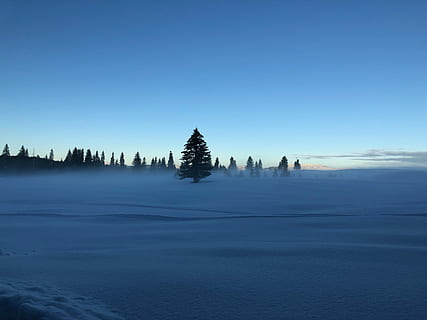 tree on snow, pine tree, middle, snow, covered, field, day, trees, forest, snowstorm, dust, tranquil scene, scenics - nature, tranquility, tree, beauty in nature, sky, blue, plant, nature, idyllic, winter, water, cold temperature, clear sky, no people, non-urban scene, copy space, land, waterfront, 4K, CC0, public domain, royalty free