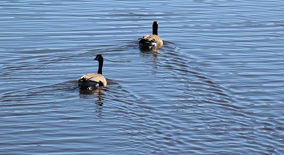 aigua, ànec, ànecs, ploma, marró, blau, angle, formació, forma, nedar, ocell, naturalesa, animal, vida salvatge, llac, canada oca, estany, oca, animals a la natura, fauna animal, temes d'animals, vertebrats, davant del mar, cap gent, ondulat, dia, bellesa a la natura, un animal, ocell aquàtic, a l'aire lliure, flotant a l'aigua, família d’animals, 4K, CC0, domini públic, lliure de regalies