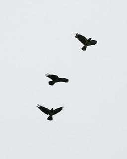 corvi neri, animali, bianco e nero, volante, uccello, natura, animale, ala animale, mezz'aria, ali spiegate, aereo, nessuno, temi animali, fauna selvatica, vertebrato, animali allo stato selvatico, cielo, gruppo di animali, Inquadratura dal basso, copia spazio, cielo sereno, movimento, giorno, all'aperto, 1080P, CC0, dominio pubblico, privo di copyright