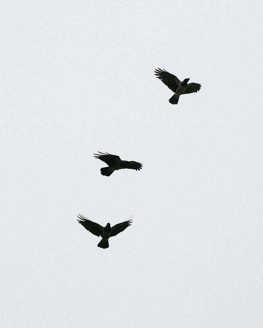 corvi neri, animali, bianco e nero, volante, uccello, natura, animale, ala animale, mezz'aria, ali spiegate, aereo, nessuno, temi animali, fauna selvatica, vertebrato, animali allo stato selvatico, cielo, gruppo di animali, Inquadratura dal basso, copia spazio, cielo sereno, movimento, giorno, all'aperto, 1080P