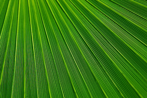 untitled, abstract, background, backgrounds, botany, color, detail, foliage, green, leaf, lines, macro, nature, palm, pattern, plant, striped, stripes, texture, tree, tropical, green color, palm tree, palm leaf, tropical climate, plant part, full frame, beauty in nature, no people, close-up, growth, frond, freshness, natural pattern, outdoors, rainforest, abstract backgrounds, leaves, textured effect, 4K, CC0, public domain, royalty free