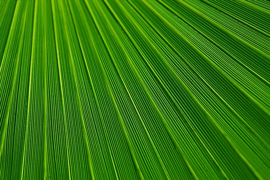 untitled, abstract, background, backgrounds, botany, color, detail, foliage, green, leaf, lines, macro, nature, palm, pattern, plant, striped, stripes, texture, tree, tropical, green color, palm tree, palm leaf, tropical climate, plant part, full frame, beauty in nature, no people, close-up, growth, frond, freshness, natural pattern, outdoors, rainforest, abstract backgrounds, leaves, textured effect, 4K