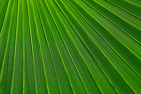 Muster, Textur, Linien, Grün, Makro, grüne Farbe, Palme, Palmblatt, Blatt, tropisches Klima, Pflanzenteil, Hintergründe, Vollbild, Pflanze, Baum, Schönheit in der Natur, Natur, keine Leute, Nahansicht, Wachstum, Wedel, Frische, natürliches Muster, draußen, Regenwald, abstrakte Hintergründe, Blätter, Struktureffekt, 4K, CC0, gemeinfrei, lizenzfrei