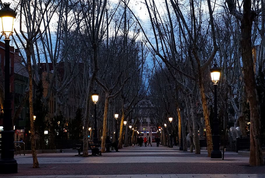 madrid, carrer, nit, arbre, il·luminat, equips d’il·luminació, llum del carrer, arquitectura, el camí a seguir, exterior de l'edifici, arbre nu, ciutat, direcció, planta, estructura construïda, naturalesa, vespre, sendera, a l'aire lliure, transport, en fila, cap gent, llum, treelined, 4K
