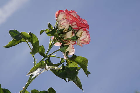 Rose, blühen, schließen, Antike, Rosaceae, rot, Weiß, Rosa, Blumenstiel, Pflanze, Makrofotografie, Natur, Pflanzen und Blumen, Rosenblüte, Rosenzucht, Schönheit, Zucht, Frühling, Sommer-, Liebe, Strauß, Floristikgutschein, Valentinstag, Farbe, bilden, Frühlingsfarben, Grün, Makro, Schönheit in der Natur, Himmel, Blume, Pflanzenteil, Blatt, blühende Pflanze, Blau, Frische, Wachstum, keine Leute, draußen, Verletzlichkeit, Tag, klarer Himmel, Nahansicht, Zerbrechlichkeit, grüne Farbe, Blütenkopf, Blauer Hintergrund, 5K, CC0, gemeinfrei, lizenzfrei