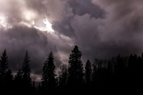 pine trees, underneath, cloudy, weather, silhouette, tall, trees, humid, tree, woodland, forest, cloud, dark, cloud - sky, sky, beauty in nature, plant, scenics - nature, tranquility, tranquil scene, nature, growth, no people, non-urban scene, storm, idyllic, dramatic sky, land, environment, pine tree, coniferous tree, meteorology, 8K, CC0, public domain, royalty free