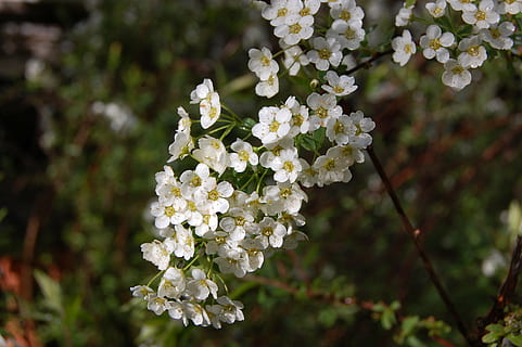 flori, alb, primăvară, floare, flori albe, splendoarea albă, plantă, prospeţime, planta cu flori, fragilitate, frumusețe în natură, vulnerabilitate, creştere, culoare alba, natură, a închide, să se concentreze asupra primelor elemente, copac, inflori, cap de floare, petală, nici o persoana, zi, inflorescenţă, botanică, în aer liber, floare de cires, cires, buchet de flori, 2K, CC0, domeniu public, fără drepturi de autor