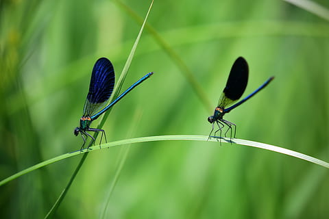 de cerca, libélulas, insectos, macro, insecto, libélula, naturaleza, animal, fauna silvestre, verano, ala animal, invertebrado, fauna animal, temas de animales, animales en la naturaleza, color verde, dos animales, planta, grupo de animales, centrarse en primer plano, caballeriza, día, hierba, parte de la planta, nadie, al aire libre, brizna de hierba, 4K, CC0, dominio público, libre de derechos