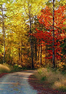 arces rojos, camino de otoño, otoño, hojas, bosque, naturaleza, paisaje, temporada, la carretera, sendero, al aire libre, vistoso, árbol, hoja, amarillo, scenics, belleza en la naturaleza, rojo, planta, cambio, tranquilidad, crecimiento, el camino a seguir, color naranja, nadie, tierra, dirección, día, escena tranquila, paisajes - naturaleza, colección de otoño, 1080P, CC0, dominio público, libre de derechos
