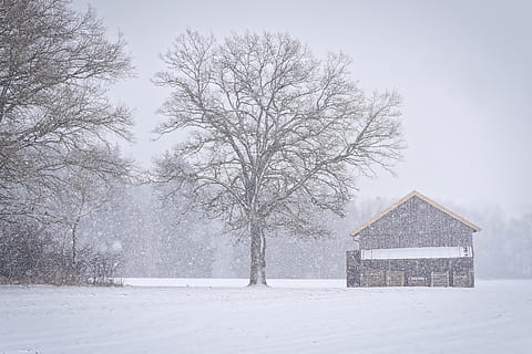 vinter, snø, frost, kald, tre, snøflak, hytte, vintertid, kaldtemperatur, anlegg, bare tre, natur, hvit farge, ingen folk, felt, dag, landskap, arkitektur, skjønnhet i naturen, bygget struktur, ikke-urbane scene, bygning, naturskjønnhet - natur, land, snowing, utendørs, ekstremt vær, snøstorm, 5K, CC0, offentlig domene, opphavsrett gratis