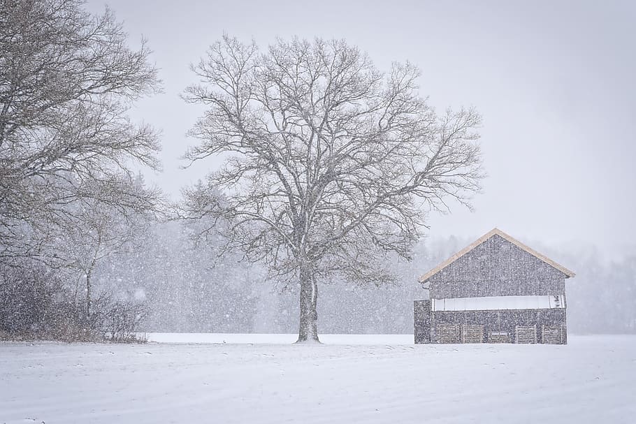Winter, Schnee, Frost, kalt, Baum, Schneeflocken, Hütte, Winterzeit, kalte Temperatur, Pflanze, kahler Baum, Natur, weiße Farbe, keine Leute, Feld, Tag, Landschaft, die Architektur, Schönheit in der Natur, gebaute Struktur, Nicht-städtische Szene, Gebäude, Szenen - Natur, Land, schneit, draußen, extremes Wetter, Schneesturm, 5K